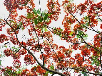 KK官方对战平台《震惊宠物》上线，体验超爽打宝与宠物进化的冒险之旅！