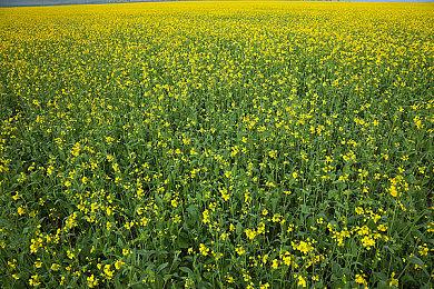 《浩劫前夕》新预告再次被质疑抄袭 文案照搬其他游戏